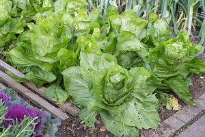 Sugarloaf lettuce (Cichorium intybus) in beds