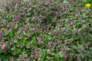 Lungwort (Pulmonaria officinalis), flowering