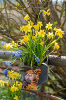 Narzissen (Narcissus) und Traubenhyazinthe (Muscari) im Topf mit Osterschmuck