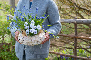 Grape hyacinth (Muscari), horned violet (Viola cornuta), forget-me-nots (Myosotis) in flower basket