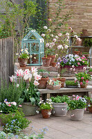 Lilienblütige Tulpe 'Marilyn' (Tulipa), Petersilie, Gänseblümchen, (Bellis), Honveilchen, Schneeball (Viburnum Carlesii), Aussaat, Rosmarin, Tomate, Fenchel in Töpfen