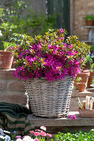 Japanese azalea (Rhododendron obtusa) in a pot on the terrace