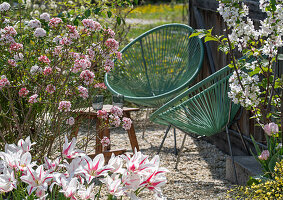 Snowball (Viburnum carlesii), ornamental apple, tulip 'Marilyn', flowering rock broom in the garden