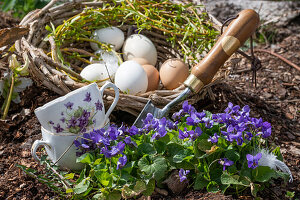 Sweet violets (Viola odorata), chicken eggs, tea cups, and willow wreath in the flower bed