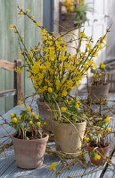 Winterlinge (Eranthis hyemalis) und Winterjasmin (Jasminum nudiflorum) in Blumentöpfen
