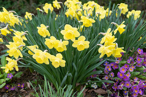 Narzissen (Narcissus), Primeln (Primula acaulis) im Beet