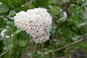 Fragrant snowball 'Aurora', (Viburnum carlesii)