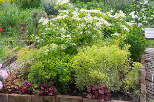 Snowball (Viburnum plicatum), purple bellflower (Heuchera), spurge (Euphorbia) in a border