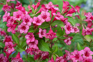 Flowering Weigelia 'Bristol Ruby' (Weigelia)