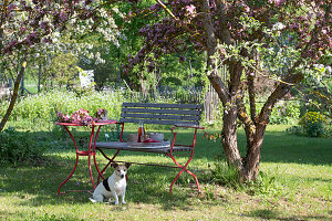 Seat under flowering ornamental apple tree 'Rudolph' in the garden with dog