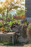 Japanese maple (Acer palmatum) in pot, bergenia, candytufts, garden pansy (Viola wittrockiana) 'Cats orange', azalea on a garden wall