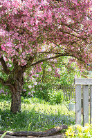 Blühender Zierapfelbaum 'Rudolph' (Malus) im Garten