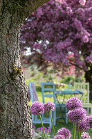 Seat in the garden under flowering ornamental apple tree 'Rudolph' (Malus) and ornamental leek