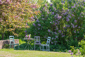 Flowering lilac 'Michel Buchner' in the garden (Syringa), ornamental apple 'Rudolph'.
