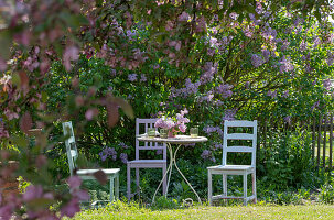 Flowering lilac 'Michel Buchner' in the garden (Syringa), ornamental apple 'Rudolph'.