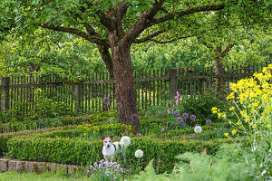 Apple tree (Malus domestica) and dog in the cottage garden