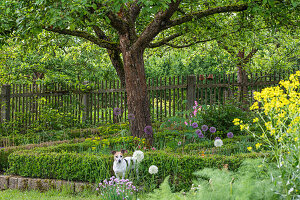 Apfelbaum (Malus domestica) und Hund im Bauerngarten