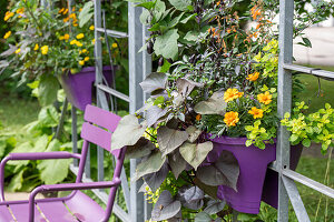 Vegetable plants and herbs in pots, marigolds, oregano, sweet potato, sage, chili in window box