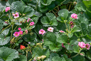 Strawberry 'Summer Breeze Cherry', (Fragaria ananassa)