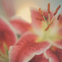 Lily 'Sunset' (Lilium), macro