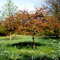 Flowering trees in a spring meadow