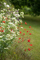 Spur flower and red carnations root in the garden