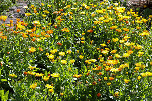 Marigolds in a garden