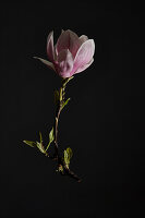 Magnolia blossom against a black background (Magnolia)