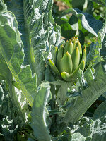 Artichoke growing in the garden (Cynara cardunculus)