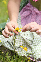 Frau zupft Blütenblätter von wilder Arnika ab