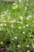 Kamille (Matricaria) blühend auf der Wiese