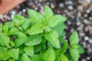 Lemon balm in a herb garden