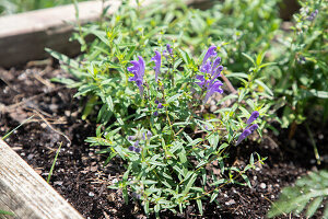 Helmkraut (Scutellaria baicalensis) im Beet