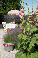 Hollyhocks and flowering lavender in a courtyard, with a table with chairs under an umbrella in the background