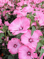Large-flowered pink bush mallow (also cup mallow, Lavatera hybrid)