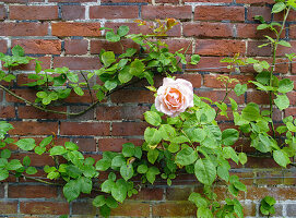 Rose against a brick wall