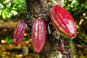 Cocoa pods on a tree (Dominican Republic)