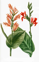 Canna indica, commonly known as Indian shot, African arrowroot, edible canna, Digitally retouched illustration