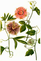 Clematis passiflora and Passiflora incarnata, Digitally retouched illustration