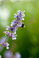 A bee on hybrid catmint (Nepeta x faassenii)