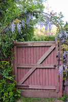 Wisteria growing around an arch above a wooden garden gate