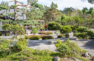Low pine and cushion heather in the gravel garden