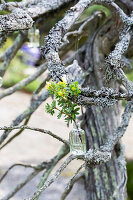 Gnarled memorial tree, decorated with hanging vase