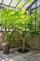 Old fig tree planted in the floor of the greenhouse