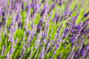 Flowering lavender (Lavandula)