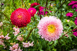 China asters in a garden (Callistephus chinensis)