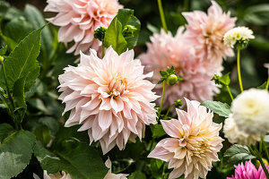 Light pink flowering dahlias in a garden (Dahlia)