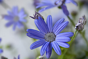 Blue flowers of the common ragwort (Pericallishybride)