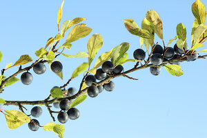 Sloes