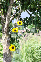 Kleine grüne Glasvasen mit Sonnenblumen am Baum hängend